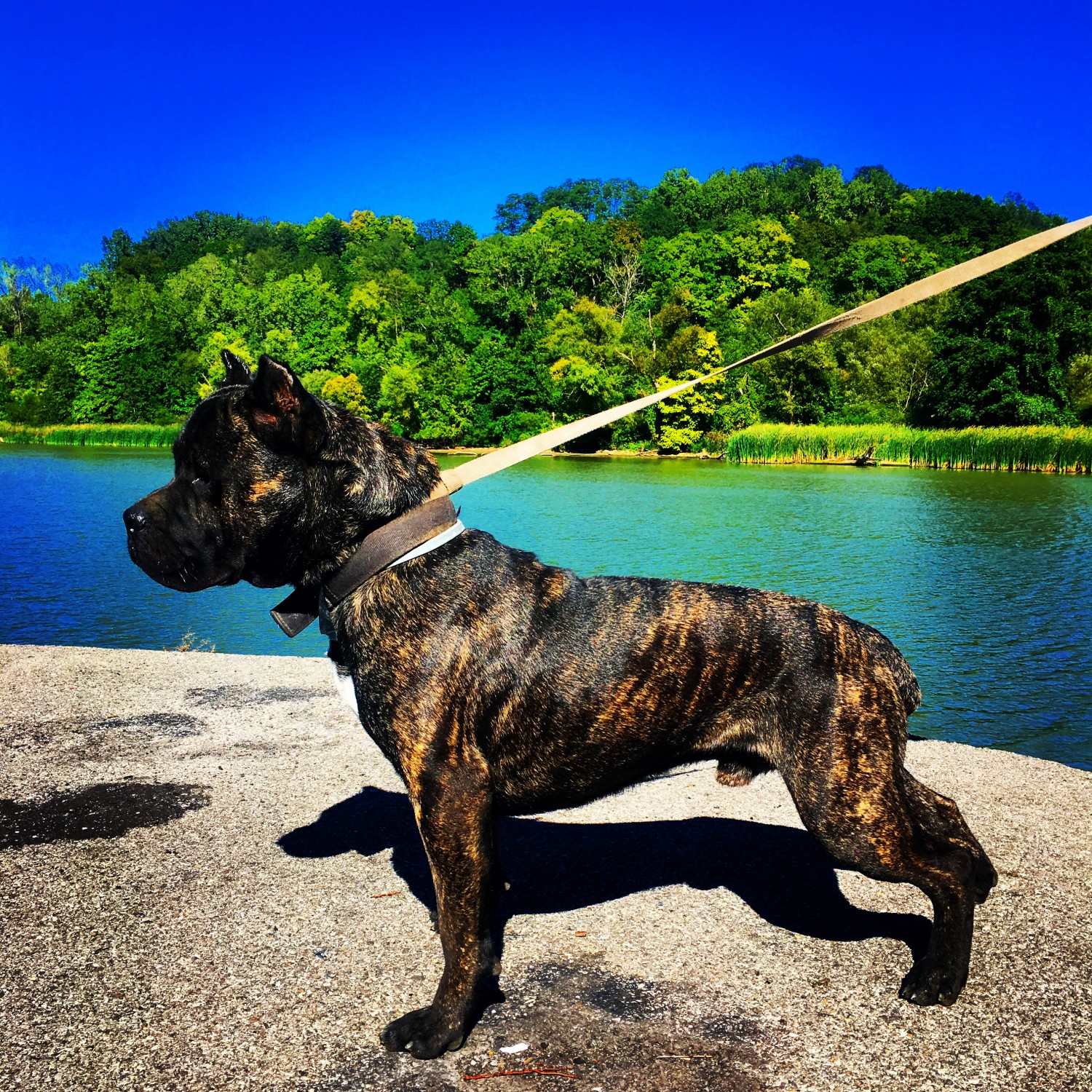 Cane Corso Puppies For Sale Rochester, NY 197695