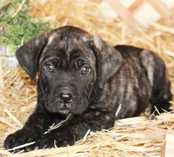 Cane Corso Puppies For Sale New York, NY 199997
