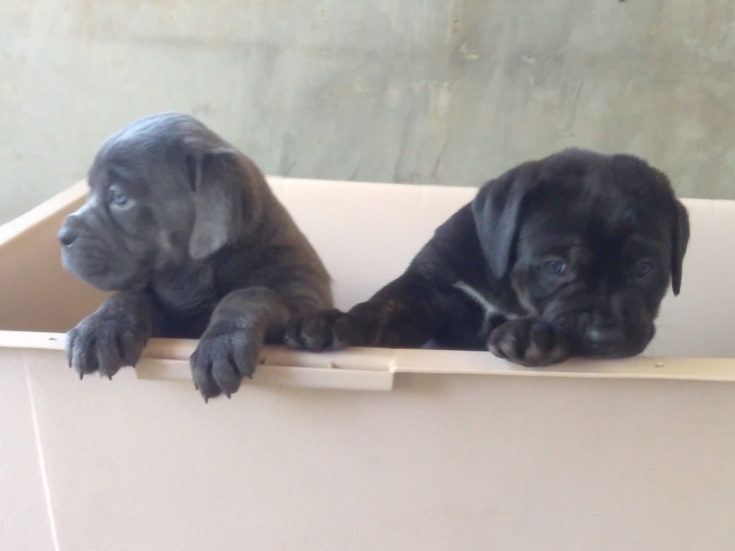Cane Corso Puppies For Sale Perris Ca 201496 Petzlover