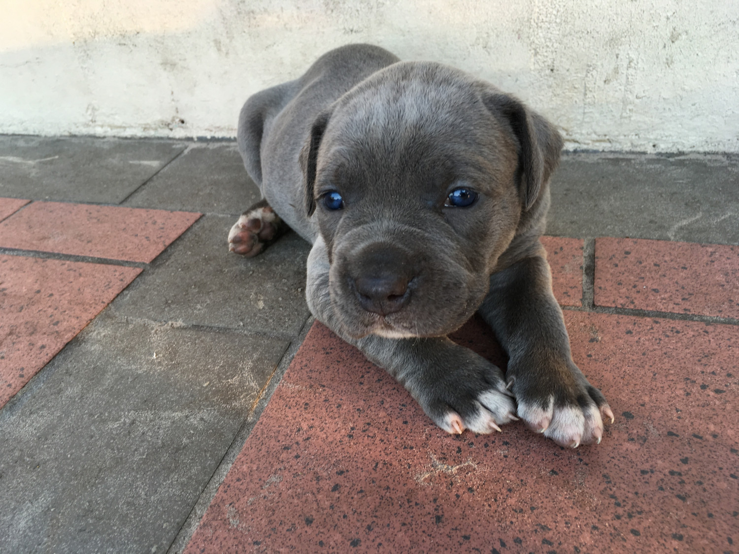 Cane Corso Puppies For Sale Tampa, FL 201933 Petzlover