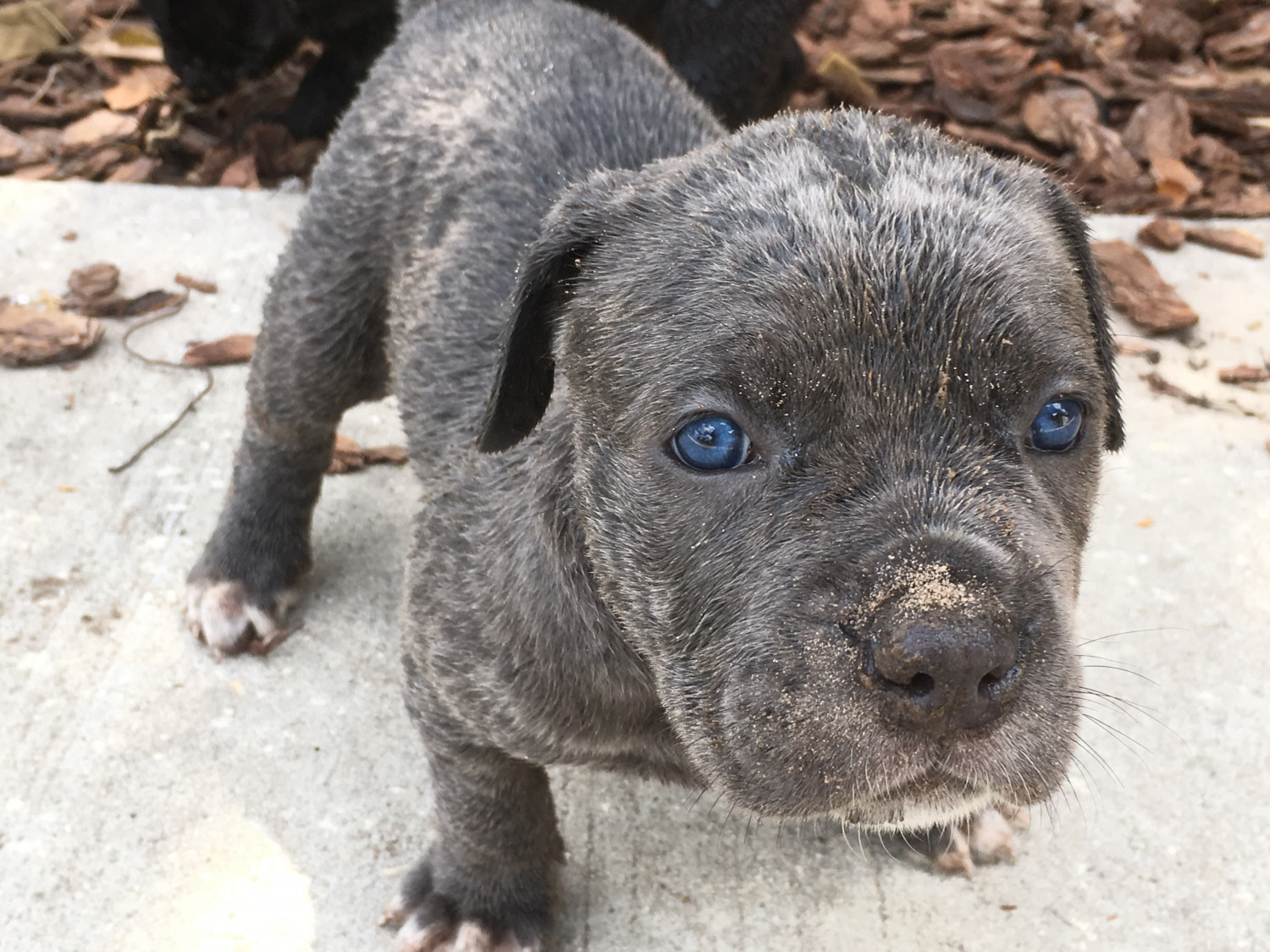 Cane Corso Puppies For Sale Tampa, FL 201933 Petzlover