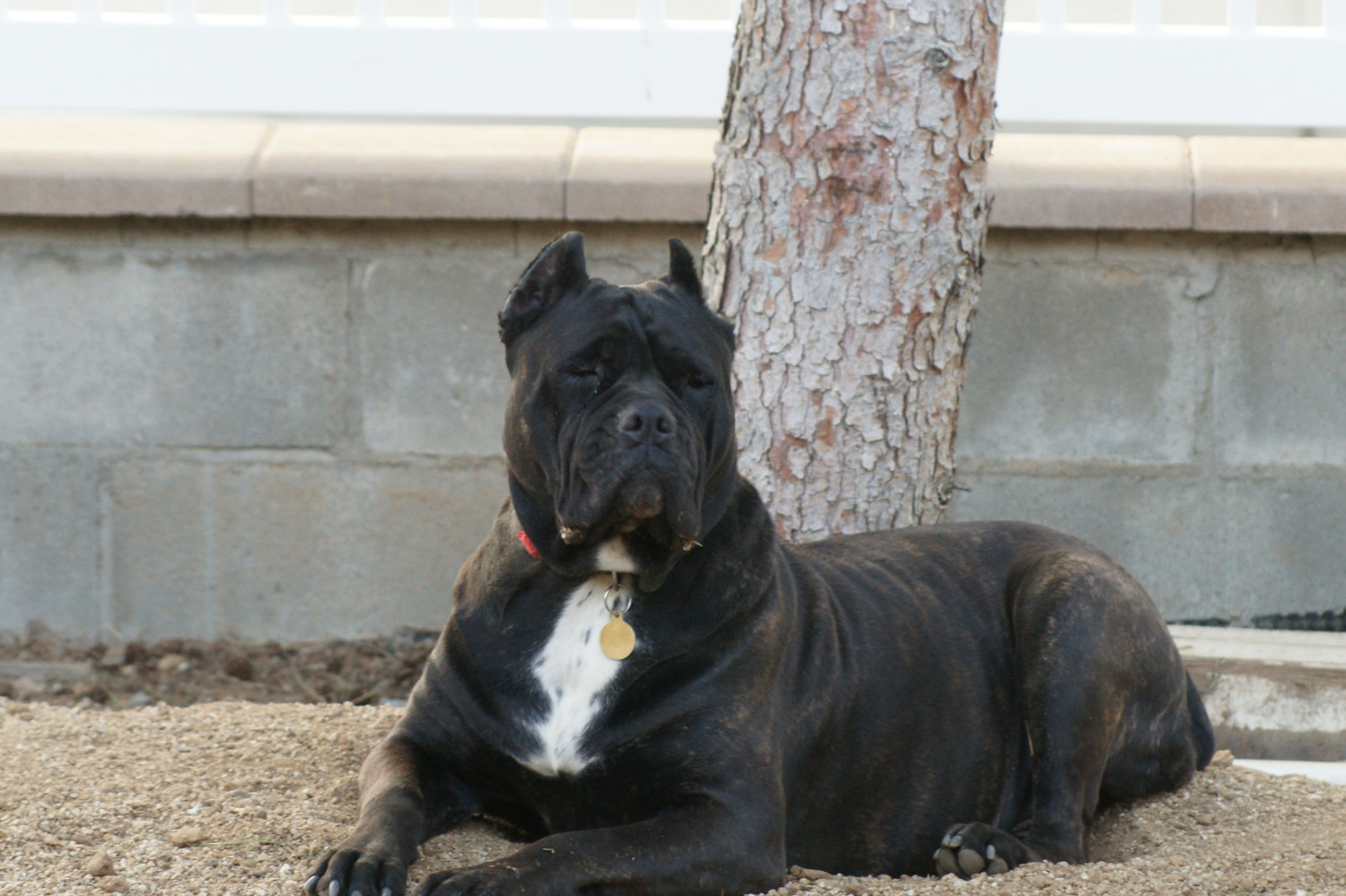 Cane Corso Puppies For Sale Porter Ranch, CA 202627