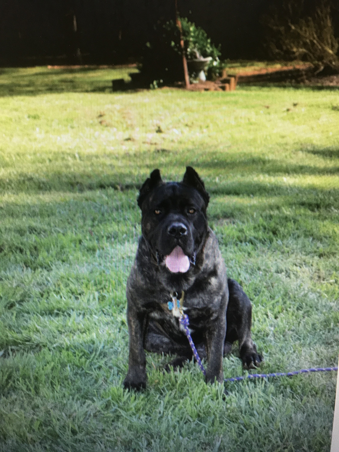 Cane Corso Puppies For Sale Shelby, NC 208690 Petzlover