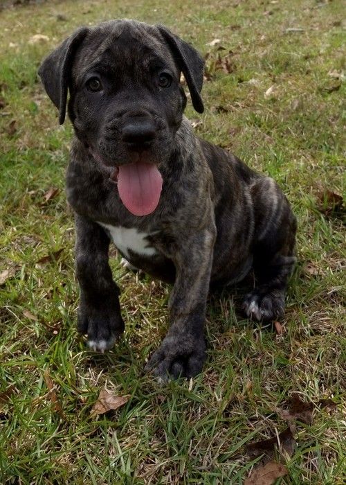 Cane Corso Puppies For Sale Salem, OR 210959 Petzlover