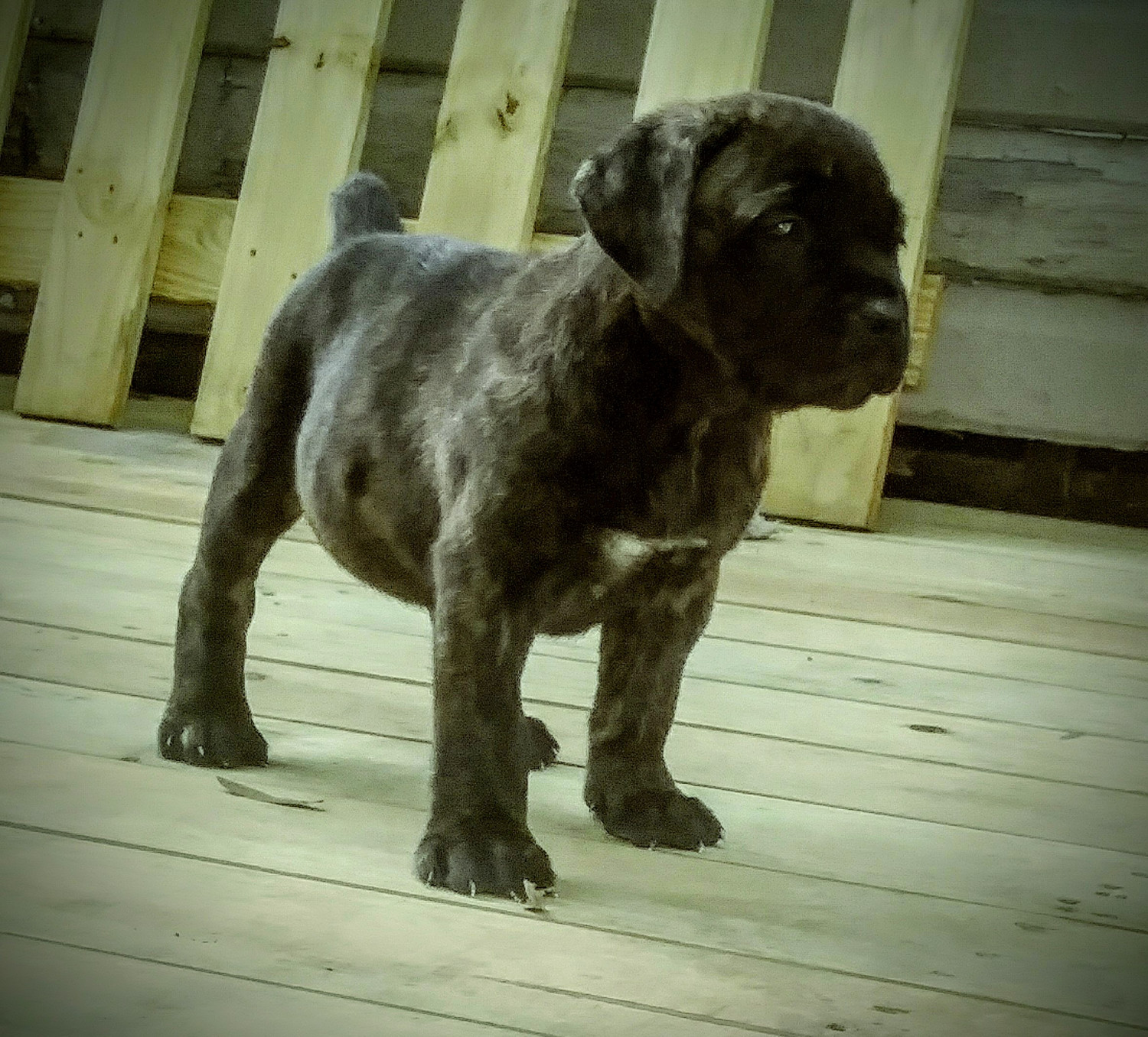 Cane Corso Puppies For Sale Tampa, FL 226394 Petzlover