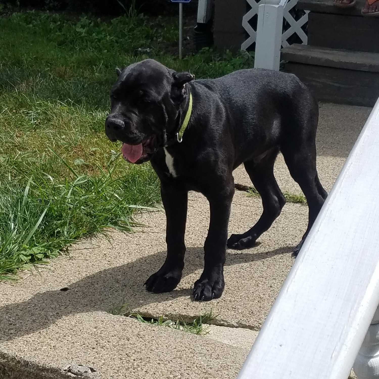 Cane Corso Puppies For Sale Akron Oh 235007 Petzlover