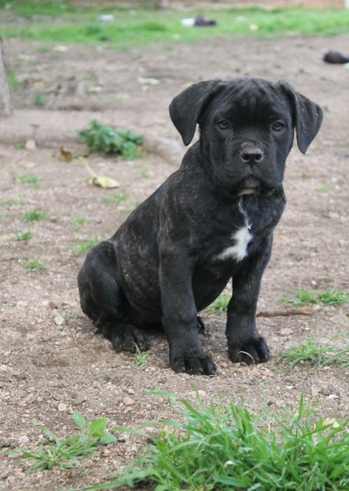 Cane Corso Puppies for sale near Amarillo, TX within 500 miles