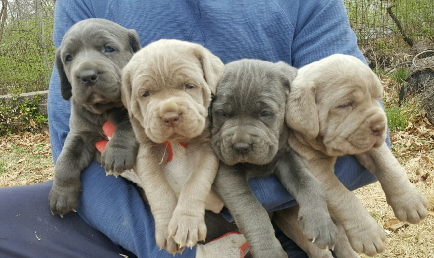 Cane Corso Puppies For Sale St. Louis, MO 244094