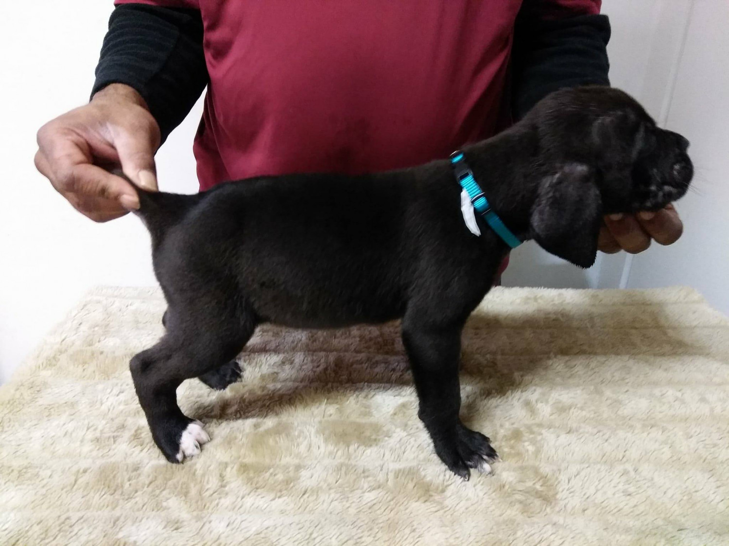 Cane Corso Puppies For Sale Akron Oh 251179 Petzlover
