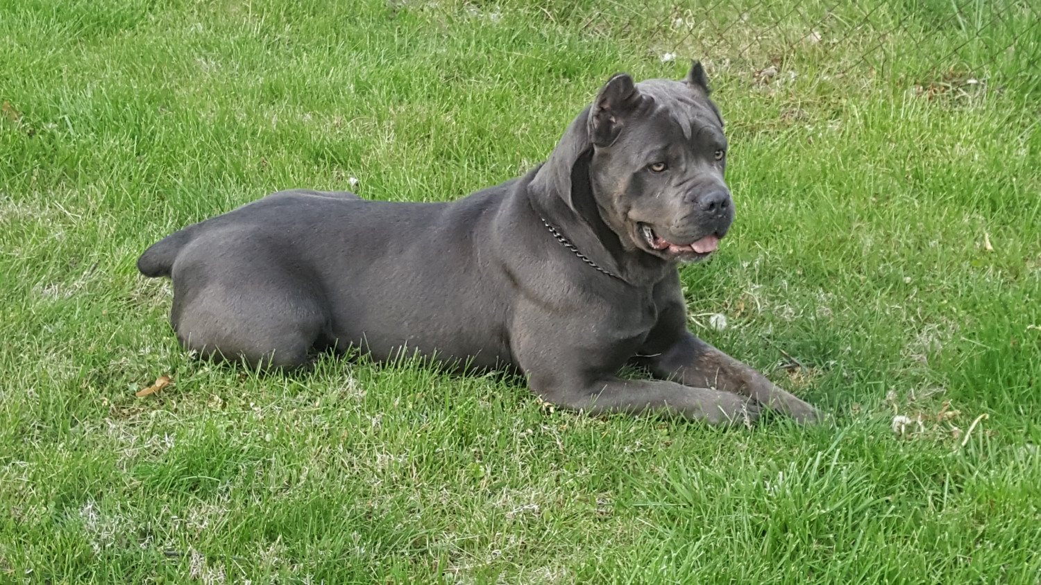Cane Corso Puppies For Sale Indianapolis, IN 254983