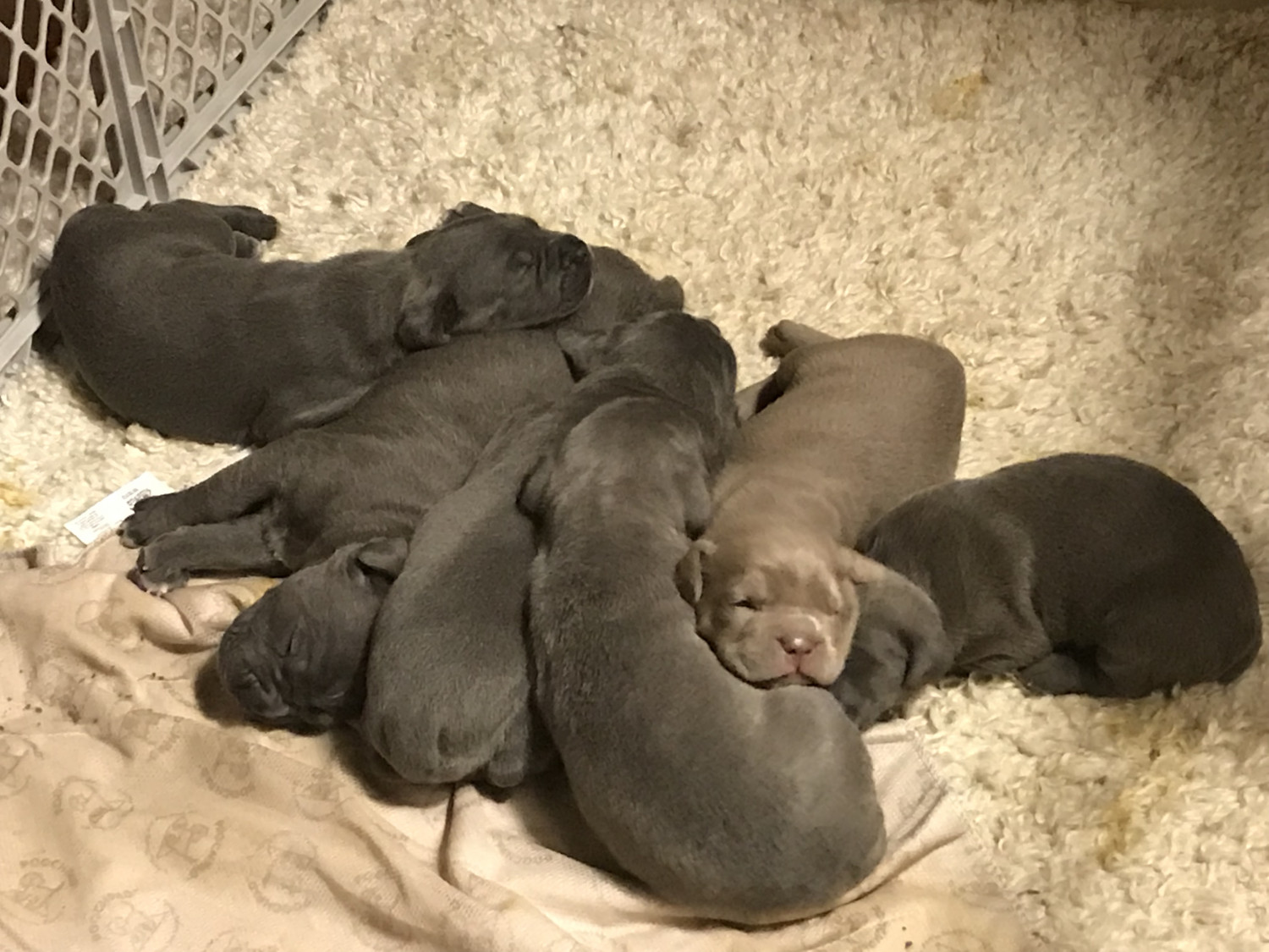 Cane Corso Puppies For Sale Dayton Oh 255220 Petzlover
