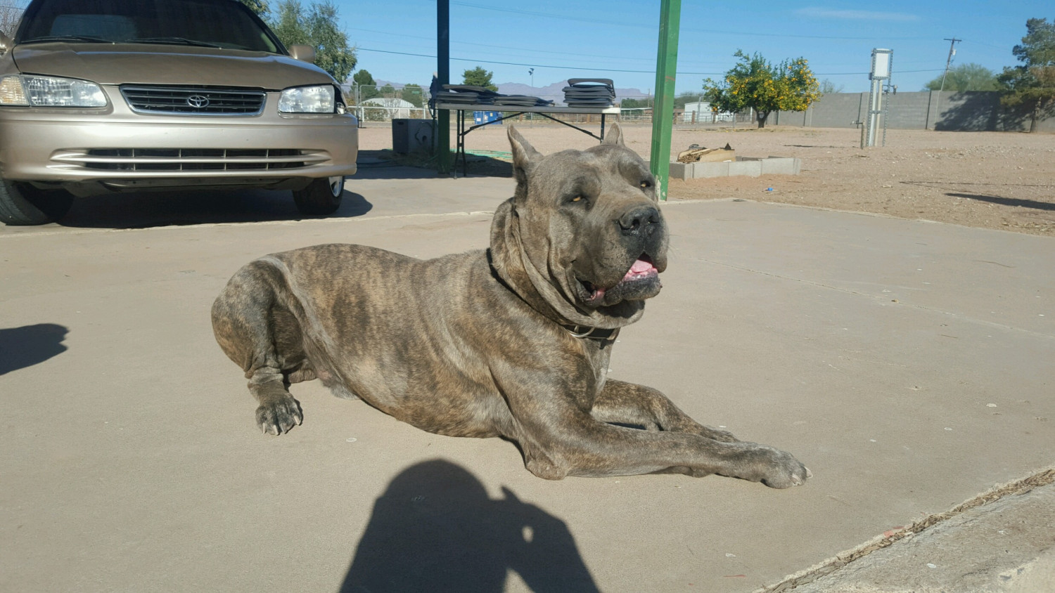 Cane Corso Puppies For Sale Phoenix, AZ 255497