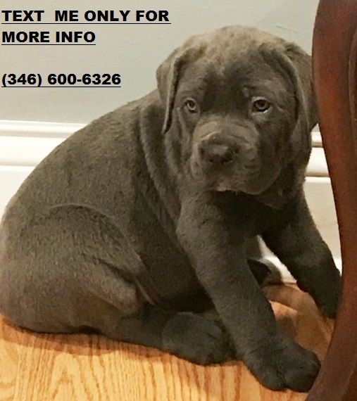 Cane Corso Puppies For Sale Orlando Fl 256121