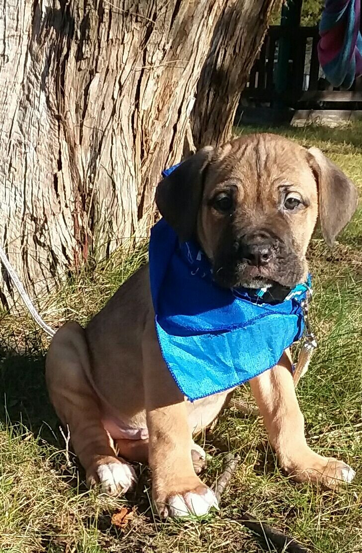 Cane Corso Puppies For Sale Dayton, OH 257831 Petzlover