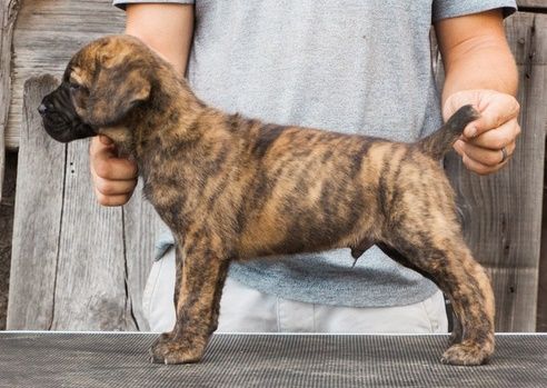 Cane Corso Puppies For Sale Phoenix Az 259373