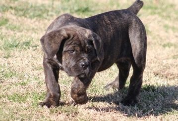 Cane Corso Puppies For Sale | Dallas, TX #259700 | Petzlover