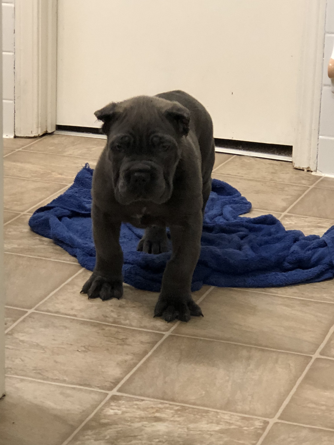Cane Corso Puppies For Sale Austell, GA 259867