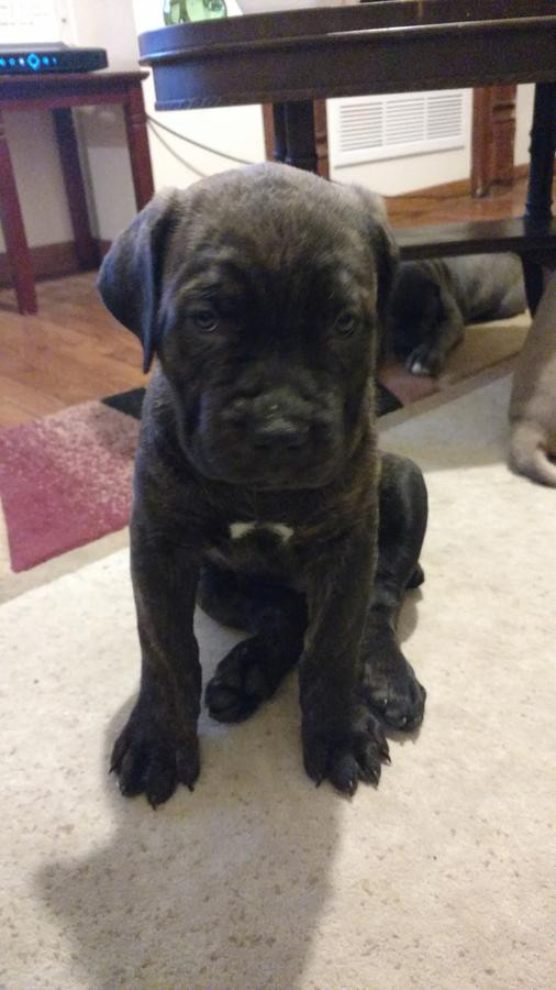 Cane Corso Puppies For Sale San Diego, CA 261282