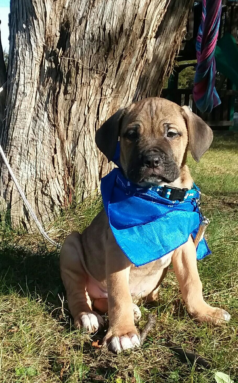 Cane Corso Puppies For Sale Dayton, OH 261889 Petzlover