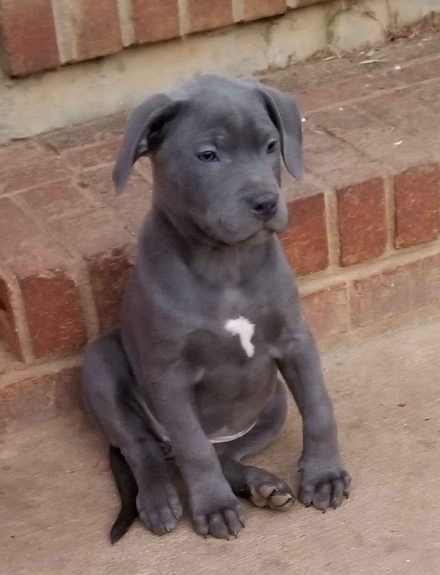Cane Corso Puppies For Sale Charlotte, NC 261912