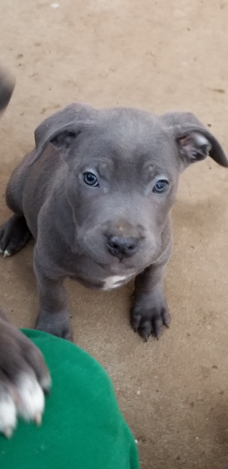 Cane Corso Puppies For Sale Charlotte, NC 261912