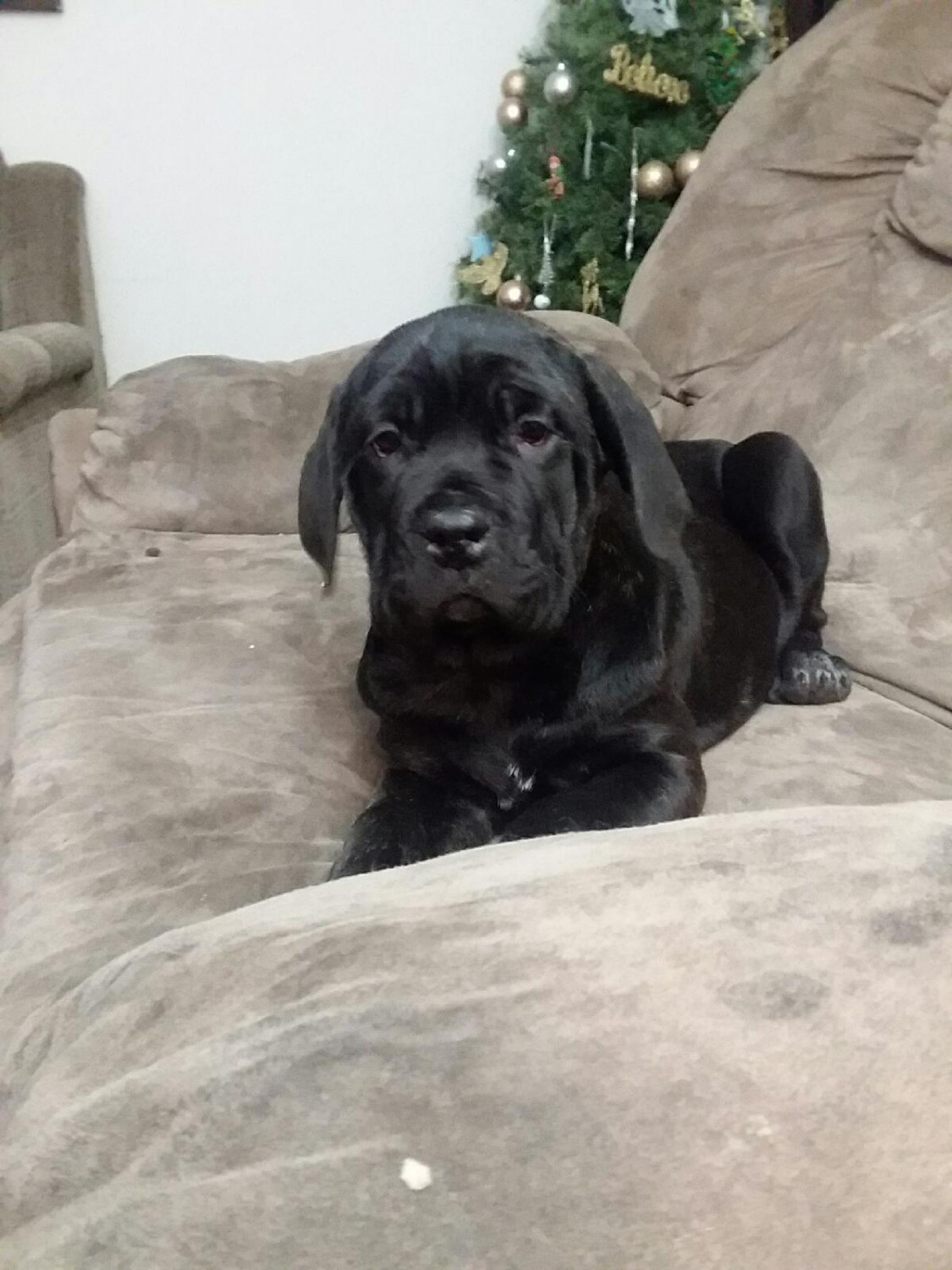 Cane Corso Puppies For Sale Dayton, OH 261888 Petzlover