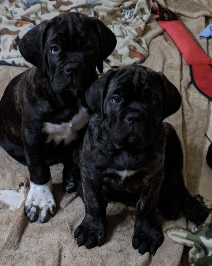 Cane Corso Puppies For Sale Dallas, TX 264375 Petzlover