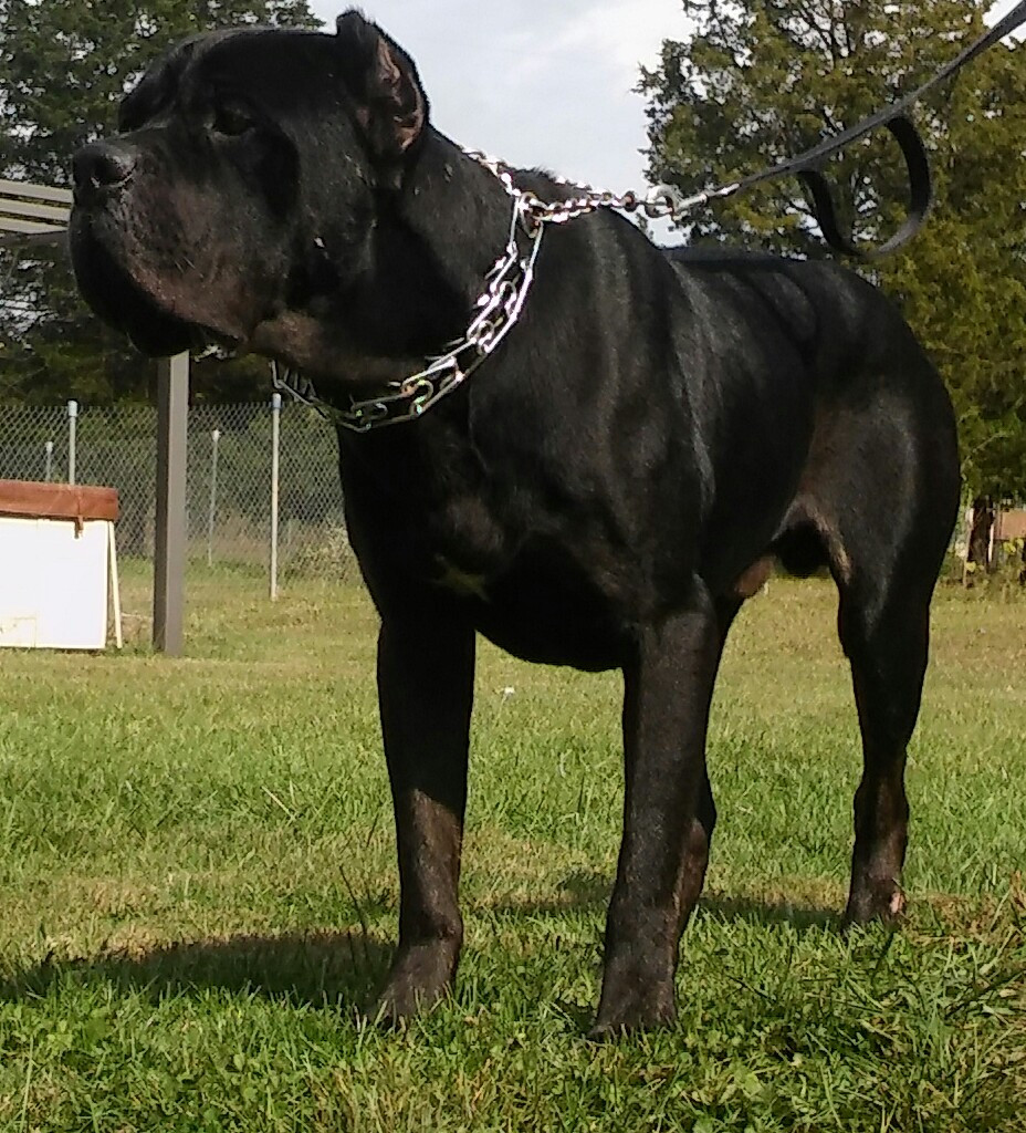 Cane Corso Puppies For Sale Dayton, OH 267353 Petzlover