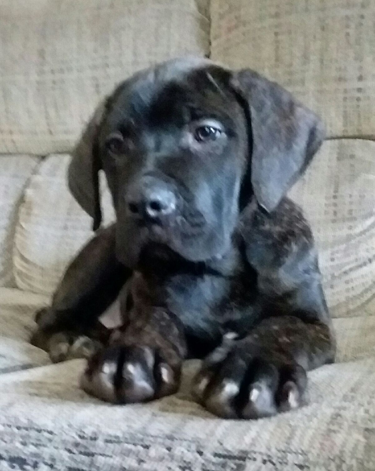 Cane Corso Puppies For Sale Dayton, OH 267353 Petzlover
