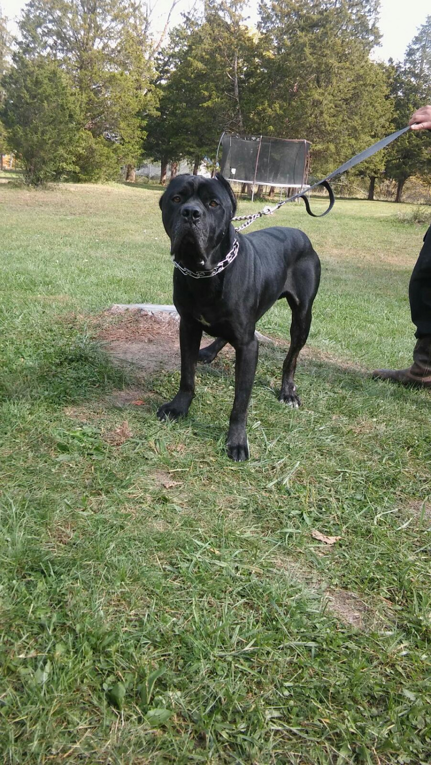 Cane Corso Puppies For Sale Dayton, OH 267895 Petzlover