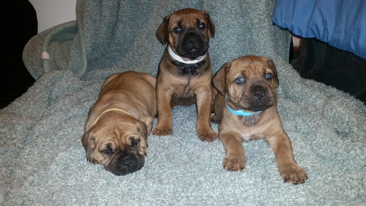 Cane Corso Puppies For Sale San Diego, CA 268073