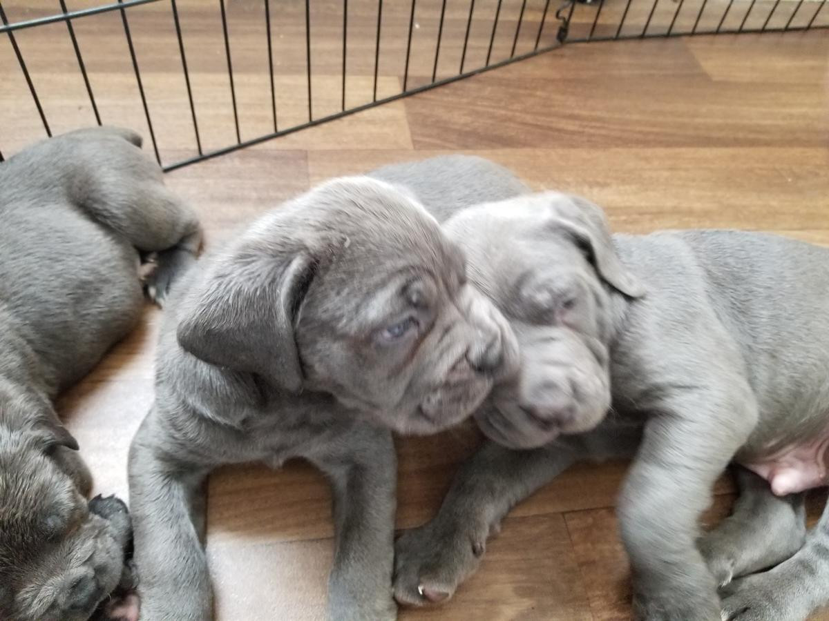 Cane Corso Puppies For Sale San Antonio, TX 268365