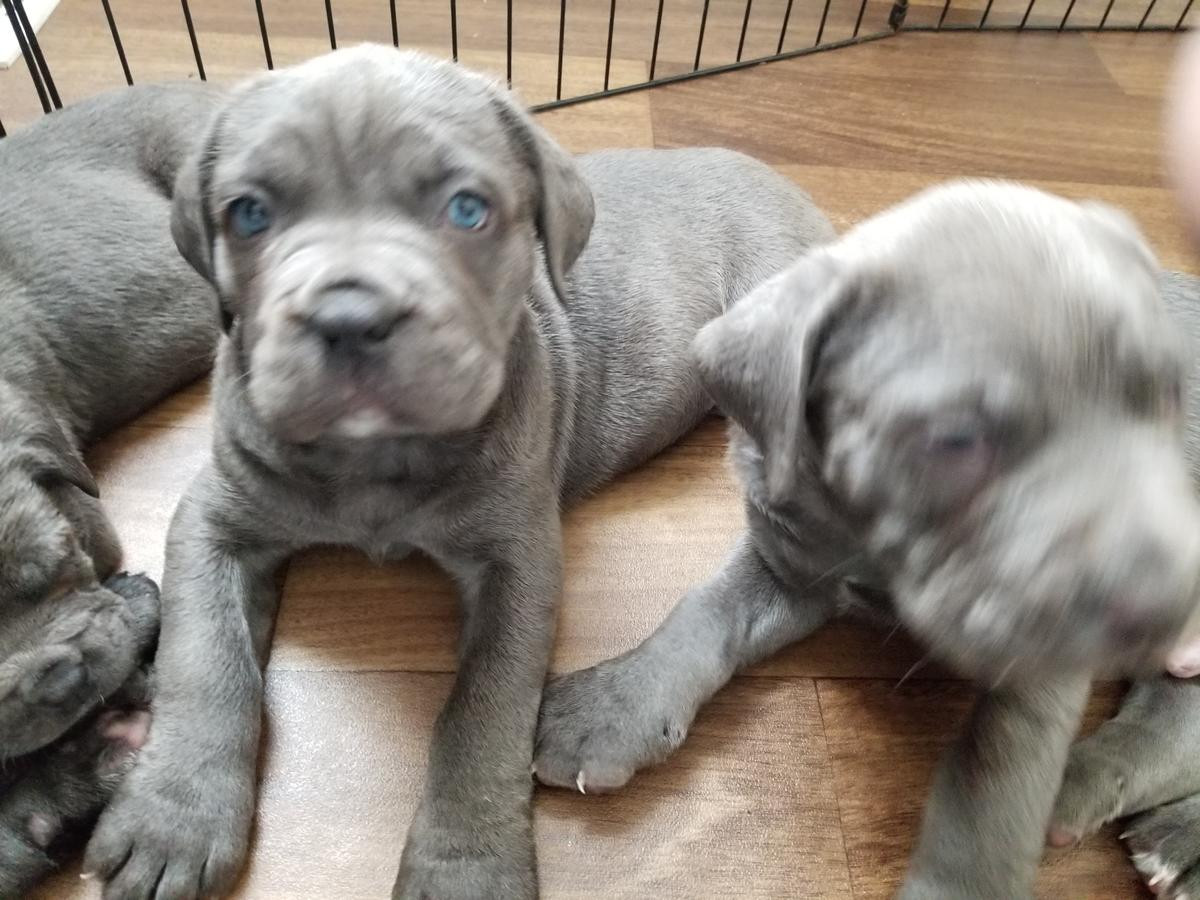 Cane Corso Puppies For Sale New York, NY 269678