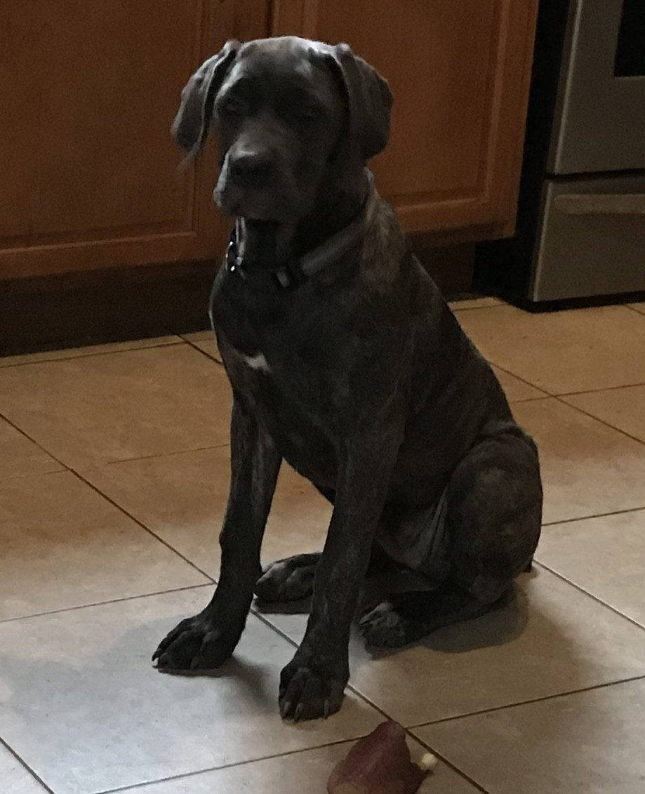 Cane Corso Puppies For Sale Long Branch, NJ 276904
