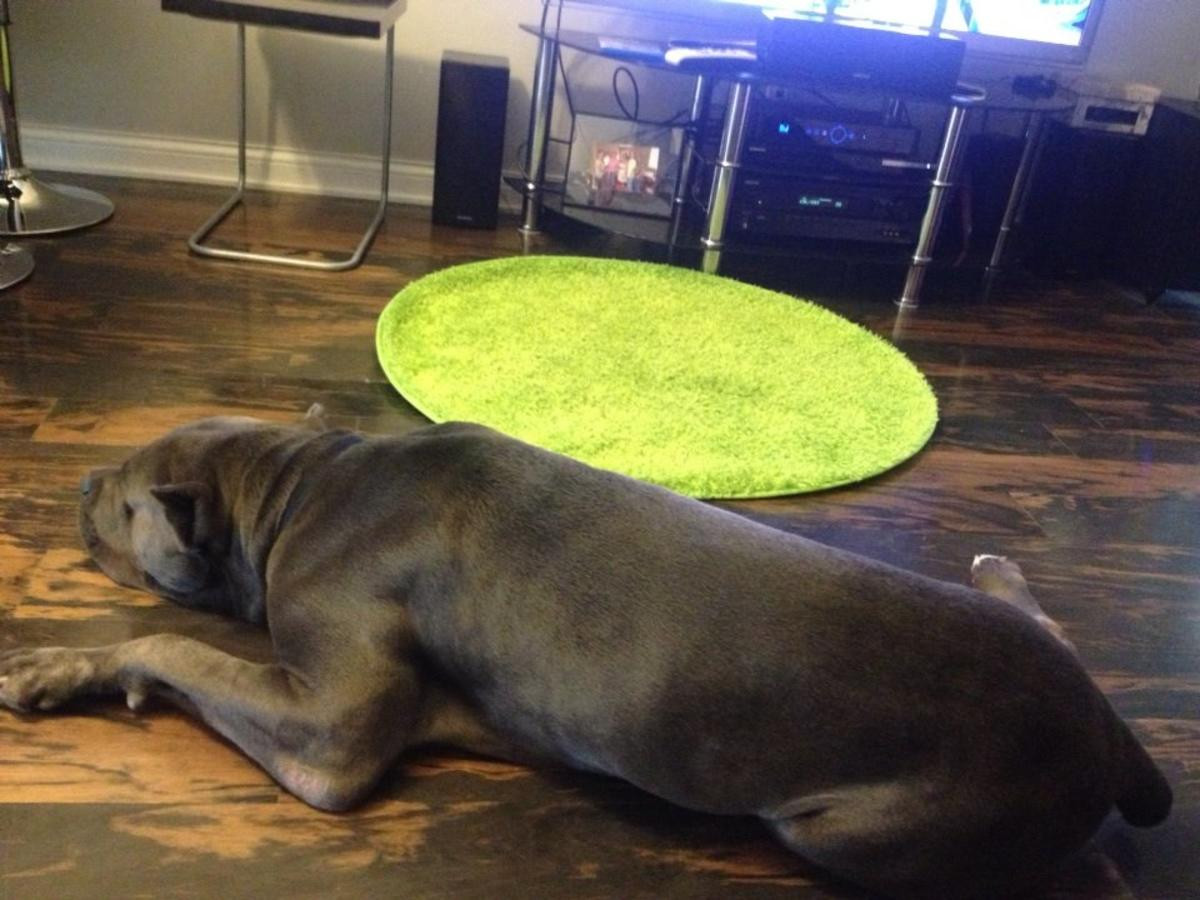 Cane Corso Puppies For Sale Nashville, TN 276985