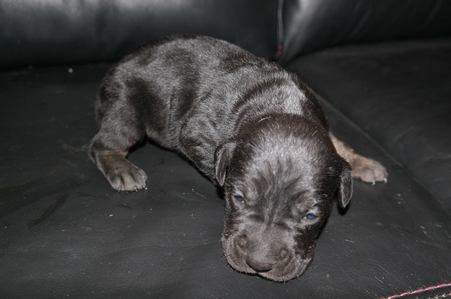 Cane Corso Puppies For Sale Nashville, TN 276985