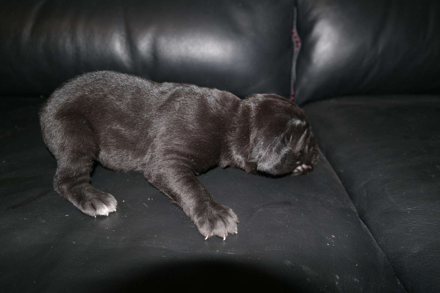 Cane Corso Puppies For Sale Nashville, TN 276985