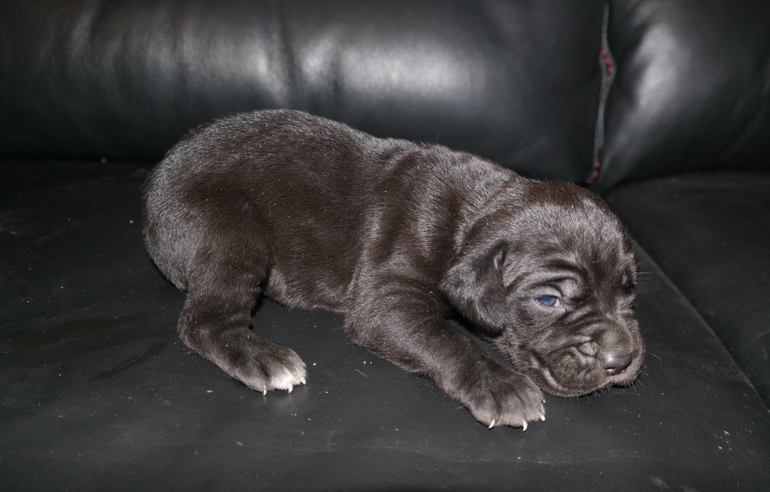 Cane Corso Puppies For Sale Nashville, TN 276985
