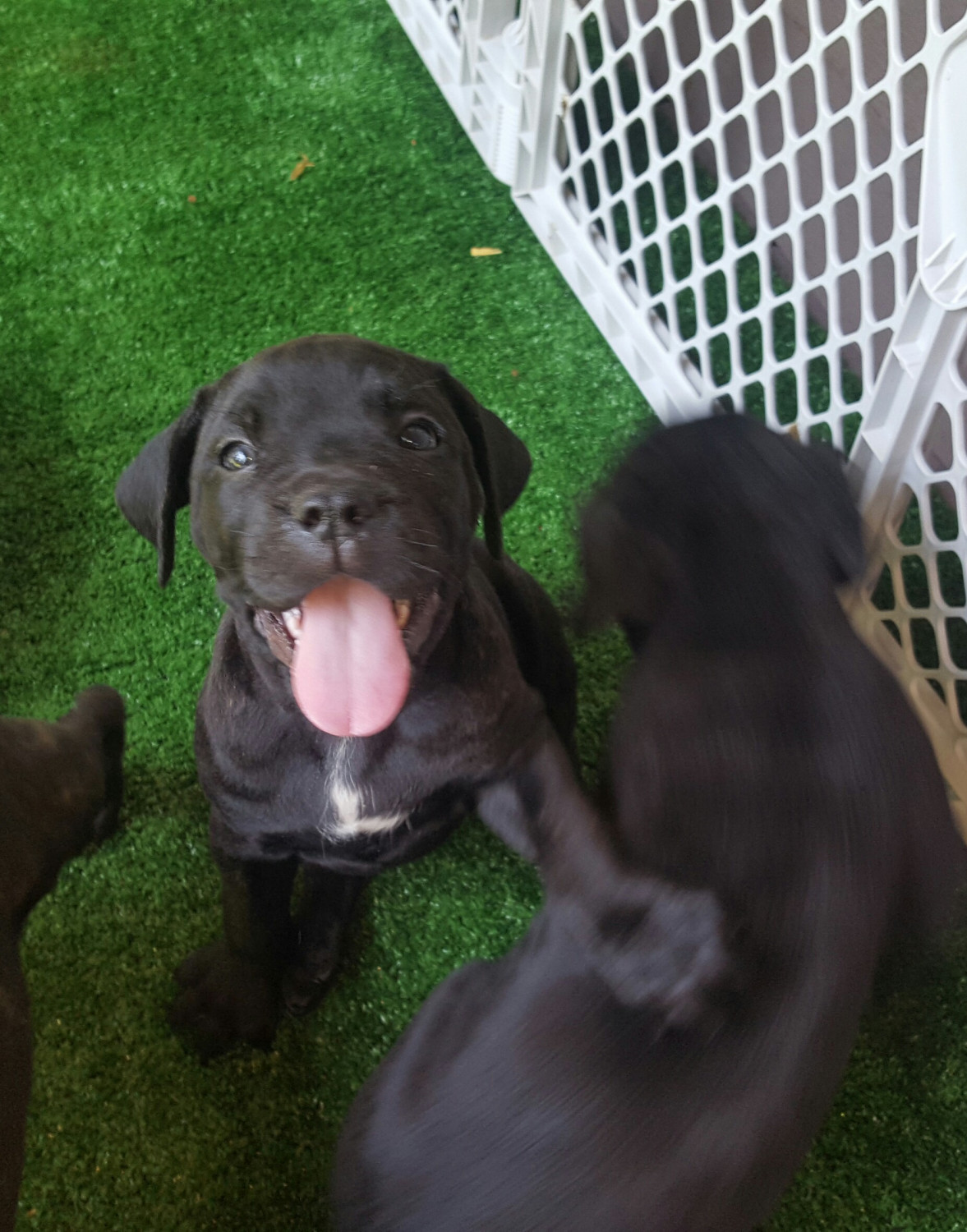 Cane Corso Puppies For Sale Chesterfield, VA 277632