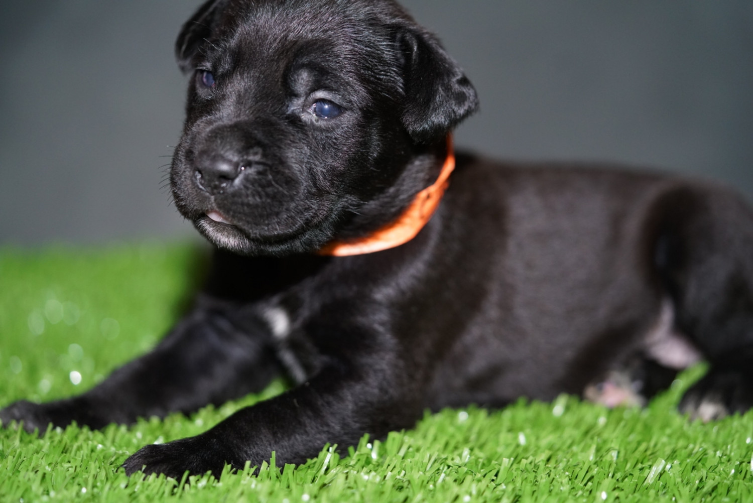 Cane Corso Puppies For Sale Washington, DC 281703