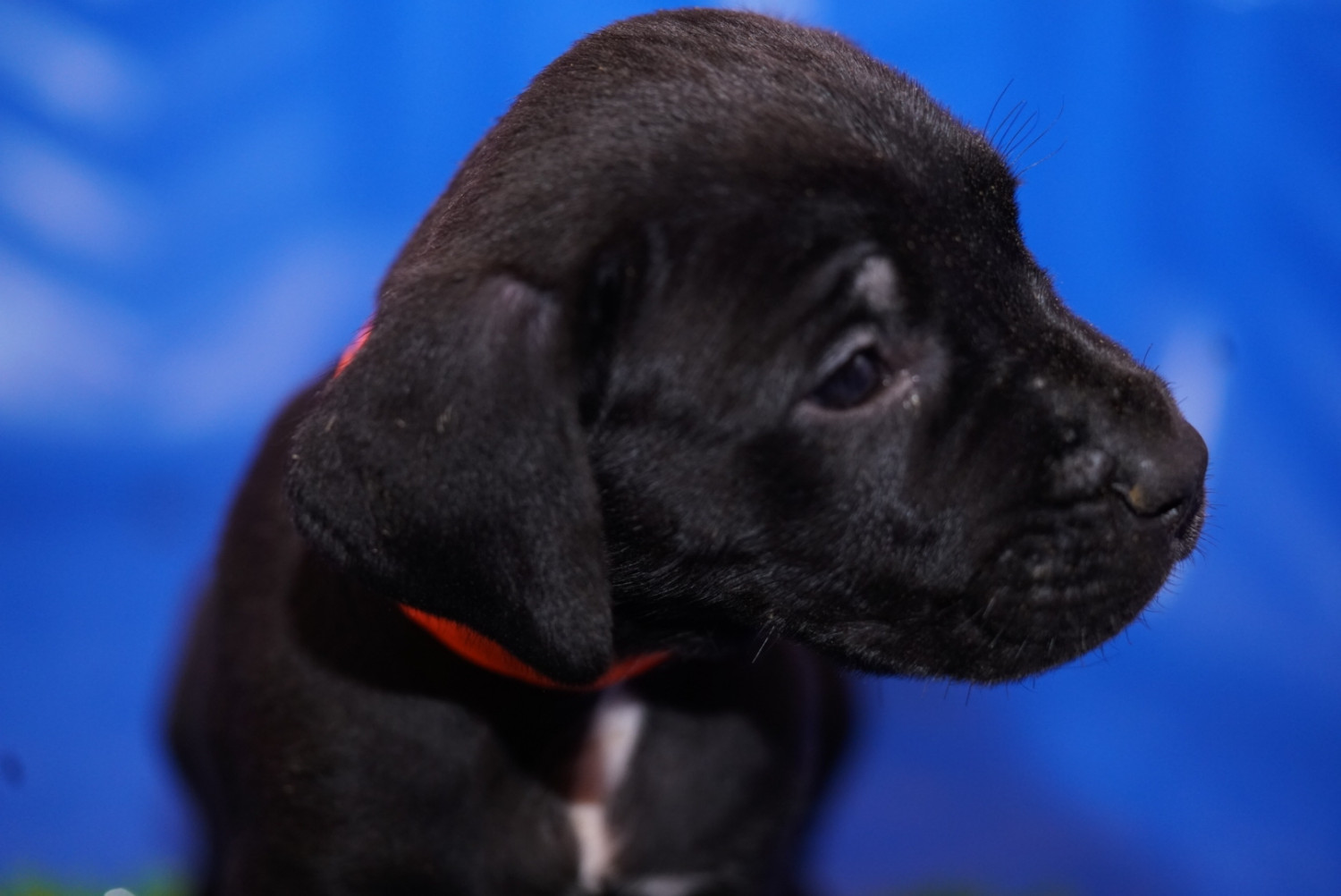 Cane Corso Puppies For Sale Washington, DC 283301
