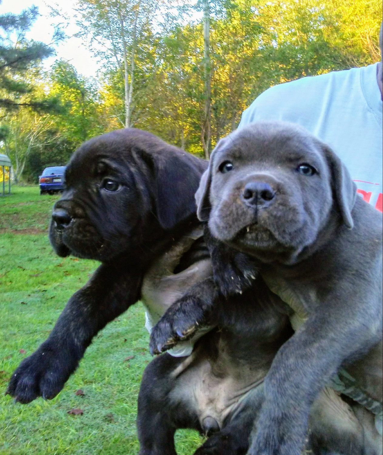 Cane Corso Puppies For Sale Atlanta, GA 282640