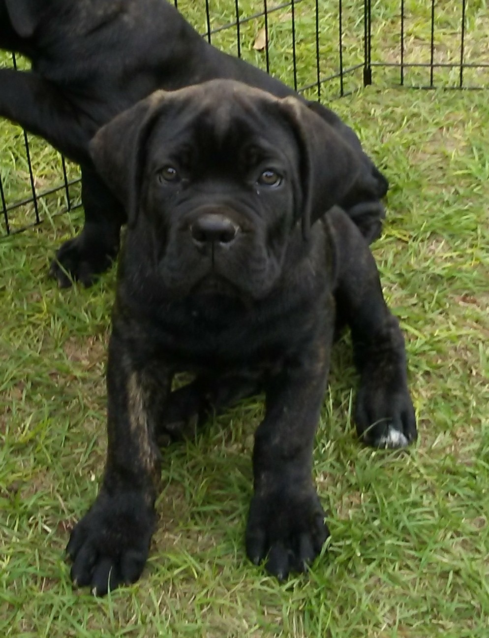 Cane Corso Puppies For Sale Atlanta, GA 282640