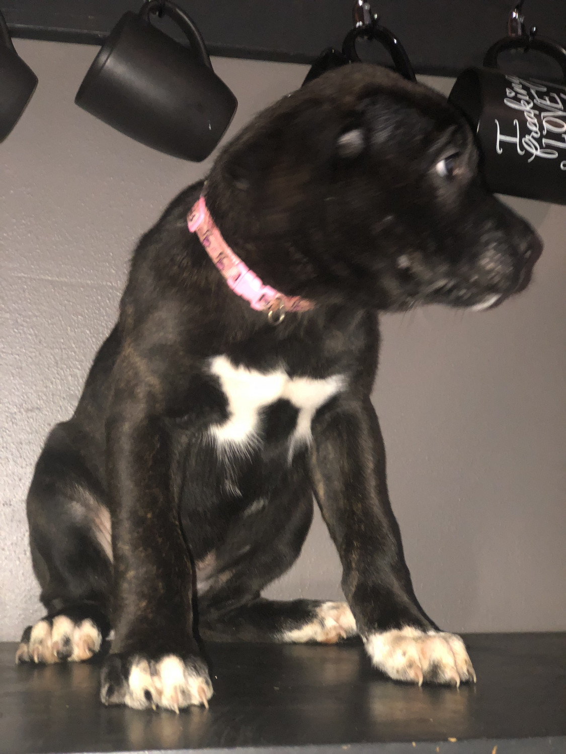 Cane Corso Puppies For Sale Mount Holly, NJ 284942