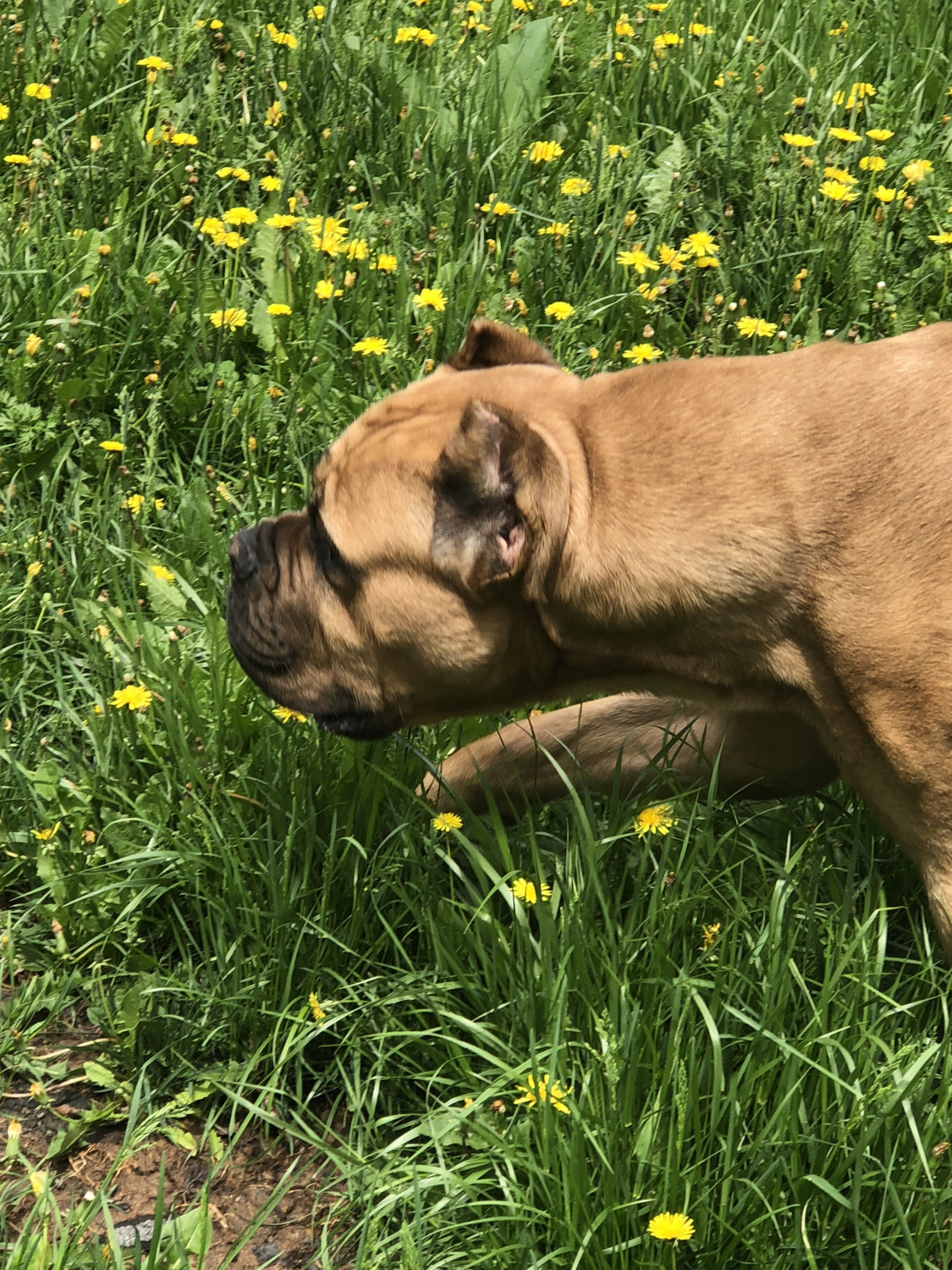 Cane Corso Puppies For Sale Amherst, NY 285169