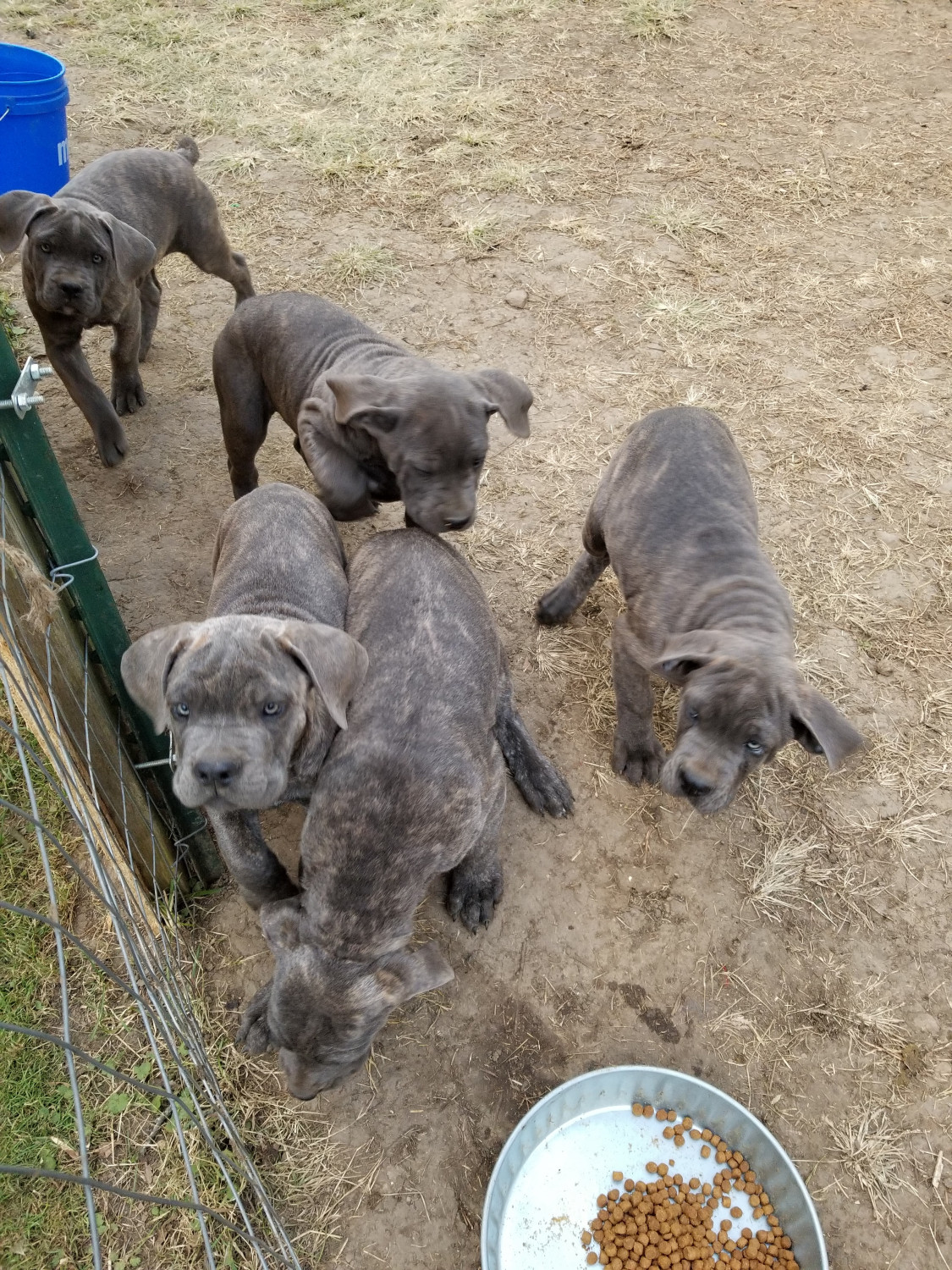 Cane Corso Puppies For Sale Springfield, OH 285219