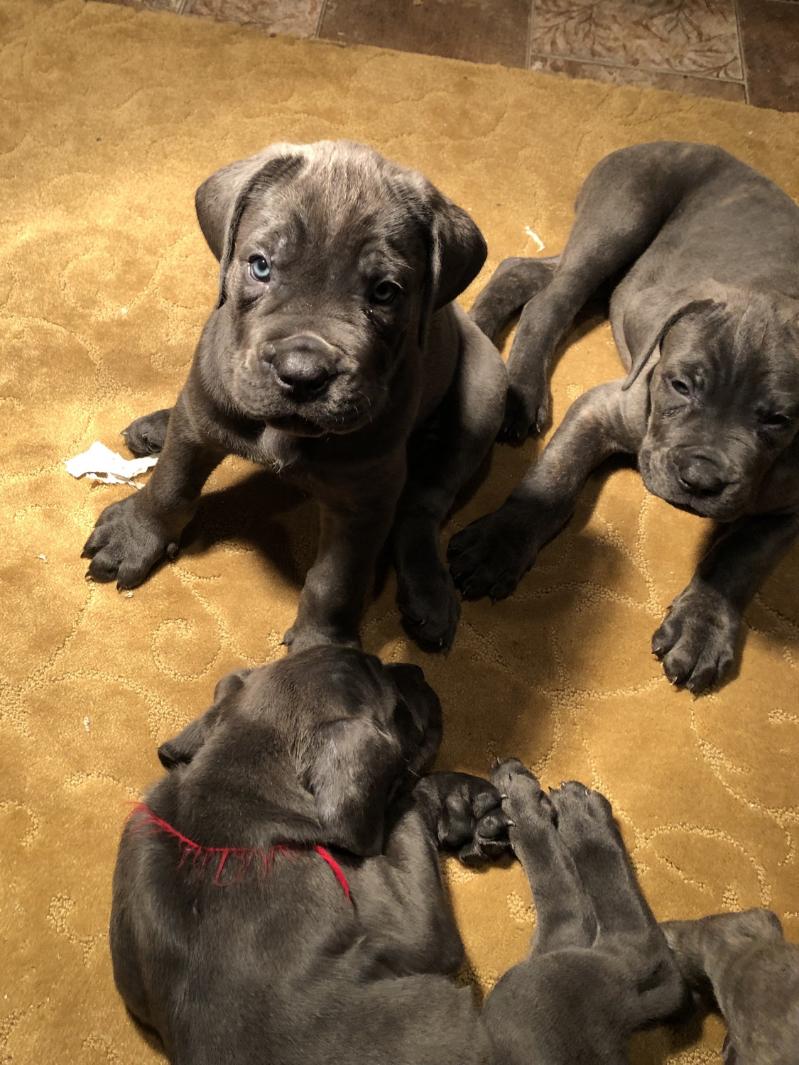 Cane Corso Puppies For Sale Long Island, NY 286516