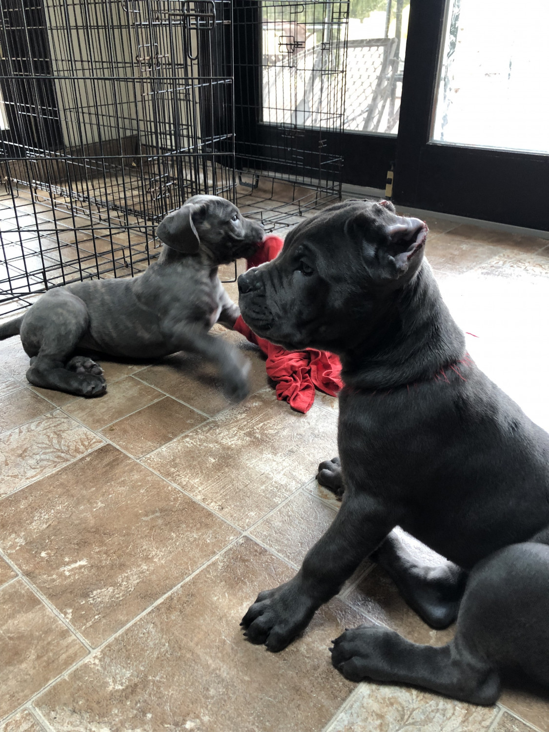 Cane Corso Puppies For Sale Long Island, NY 286516
