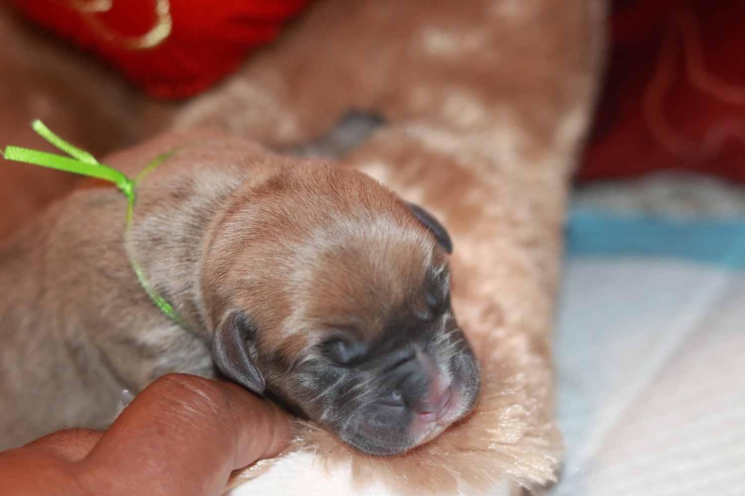 "Cane Corso" Puppies For Sale Jackson, MS 288970