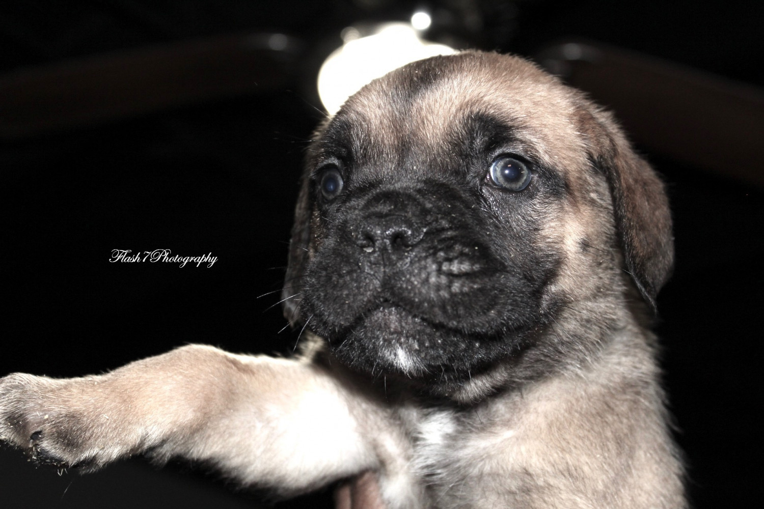 Cane Corso Puppies For Sale Atlanta, GA 289066